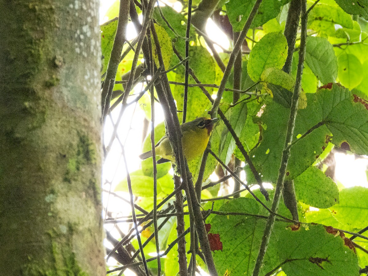 Краснолобая птерутия - ML646894278