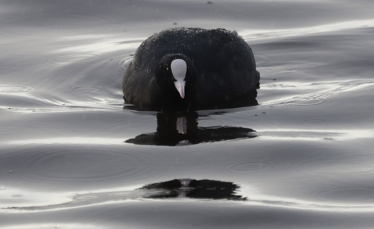 Лиска звичайна - ML646894279