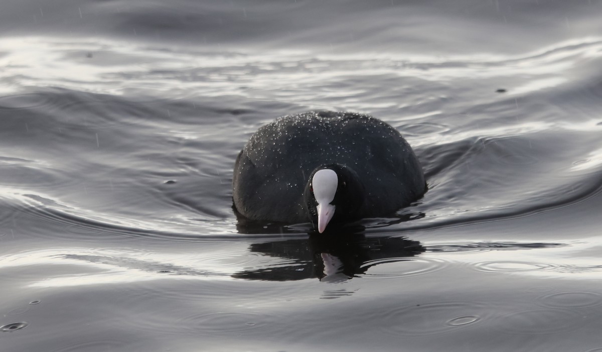 Лиска звичайна - ML646894280