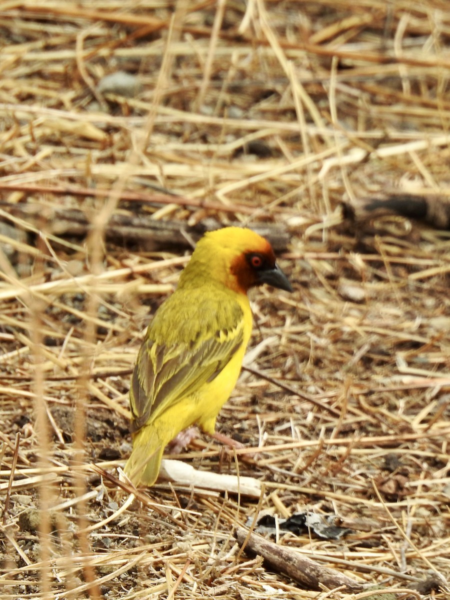 אורג ערבי - ML646894281