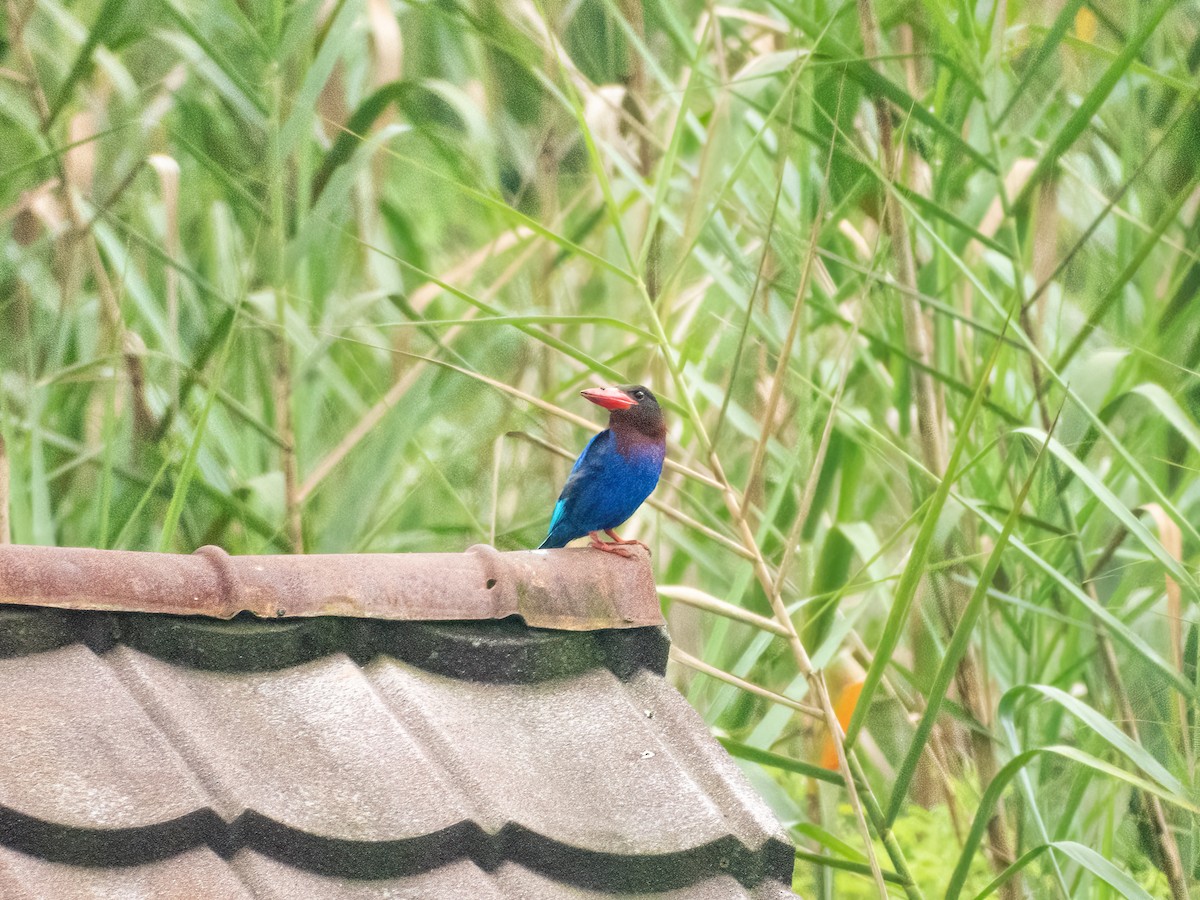 Яванский зимородок - ML646894283