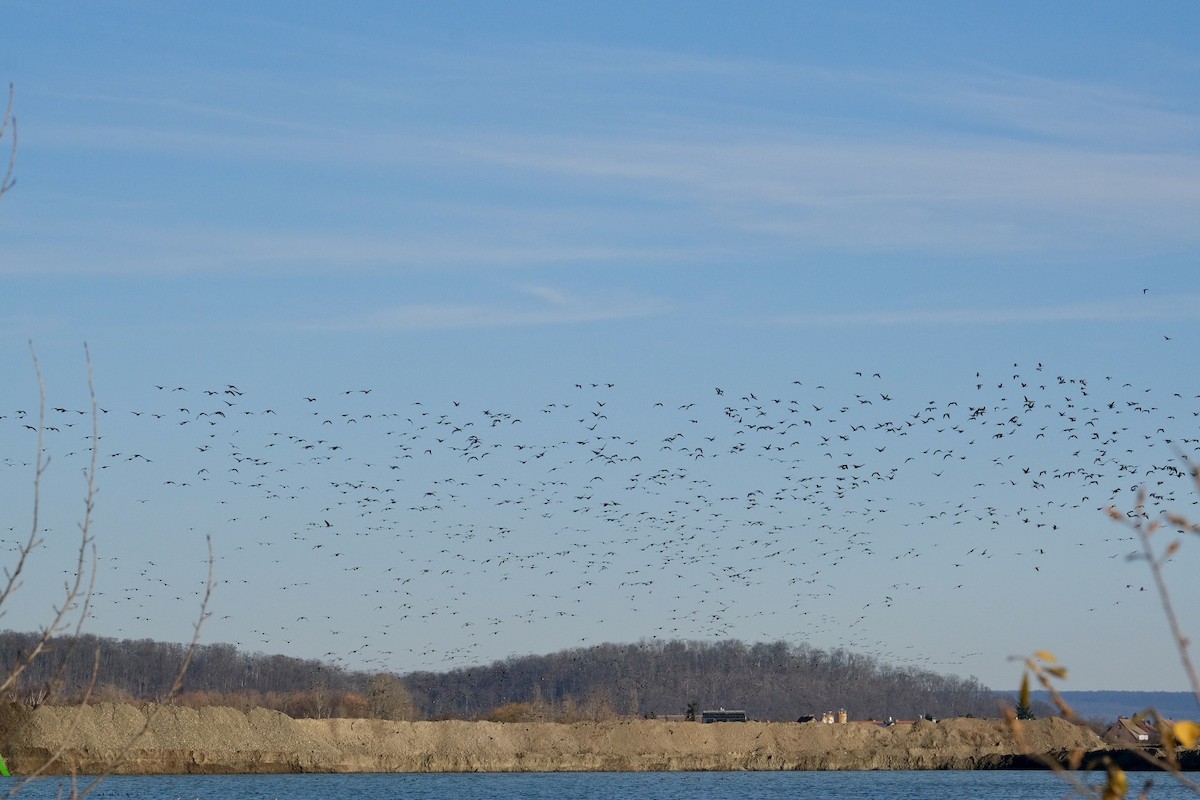 Greater White-fronted Goose - ML646894284