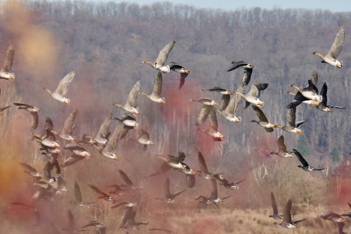 Greater White-fronted Goose - ML646894285