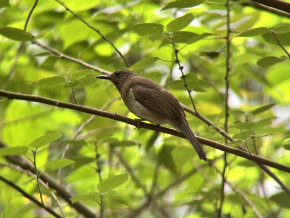 チャムネヒヨドリ - ML646894286