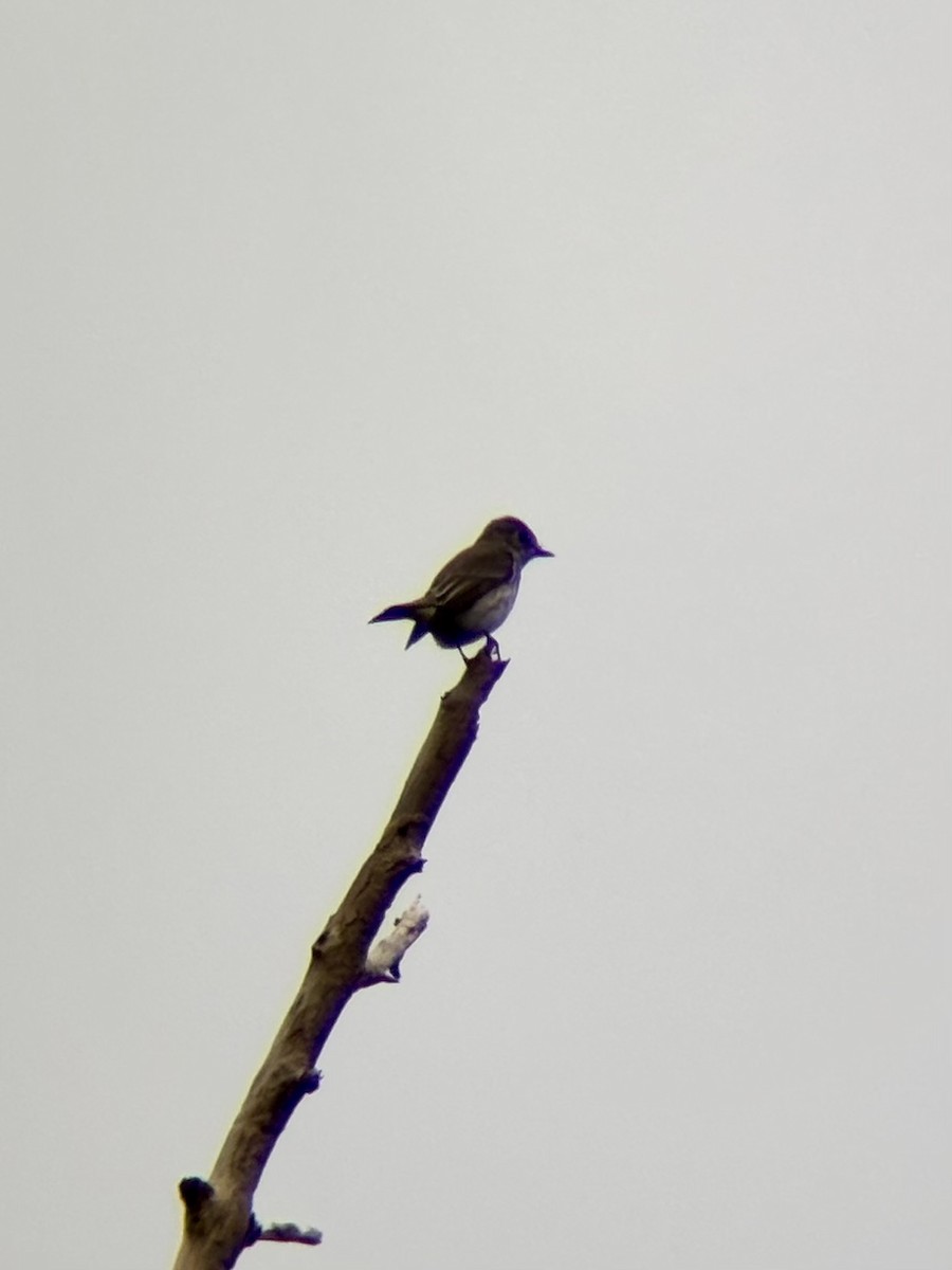 エゾビタキ - ML646894287