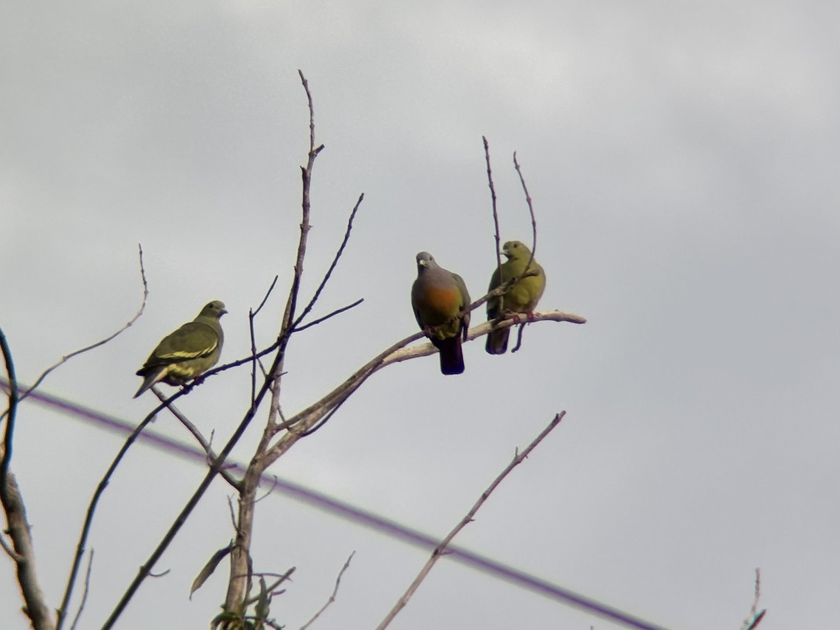 コアオバト - ML646894293