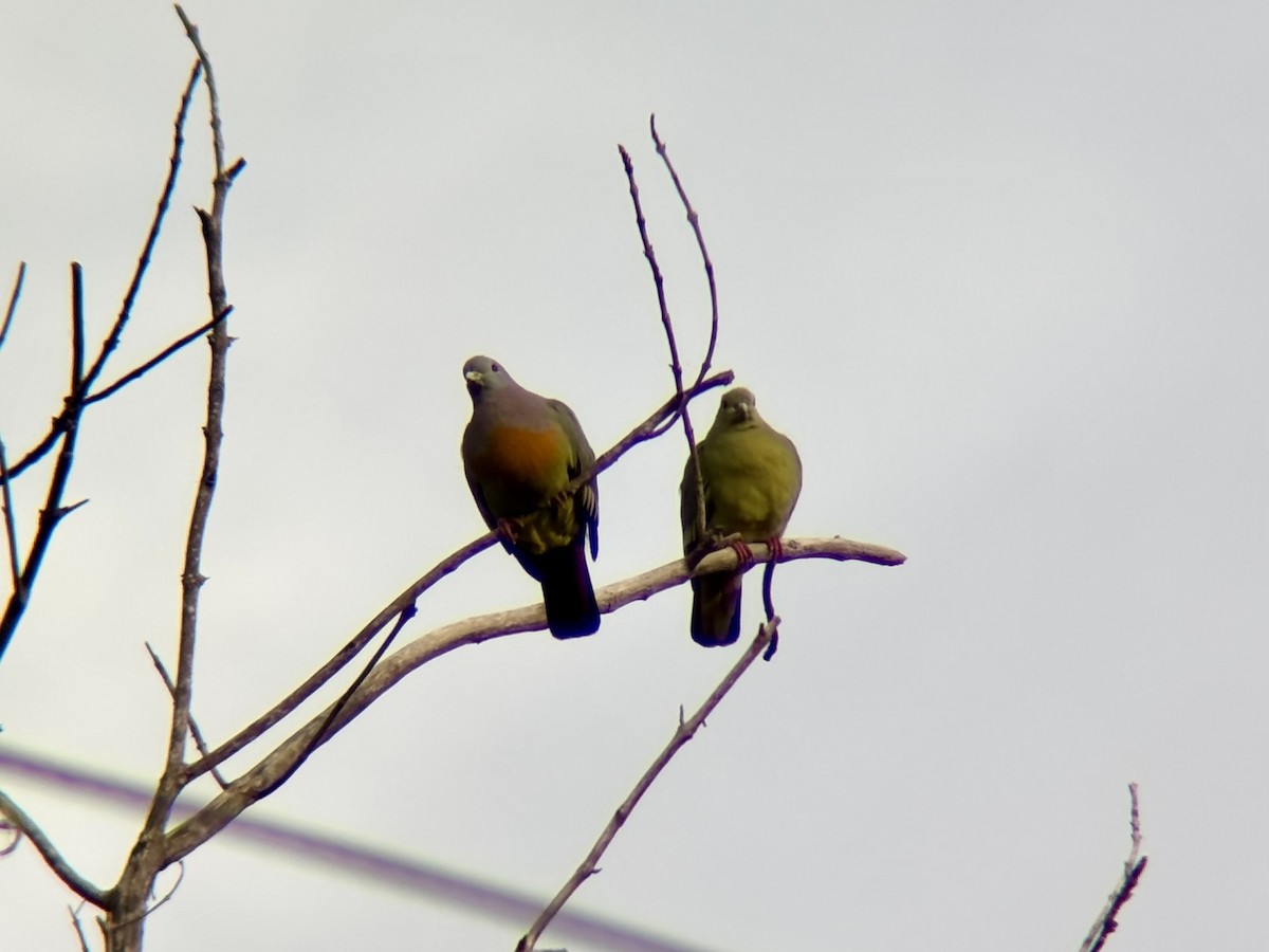 コアオバト - ML646894294