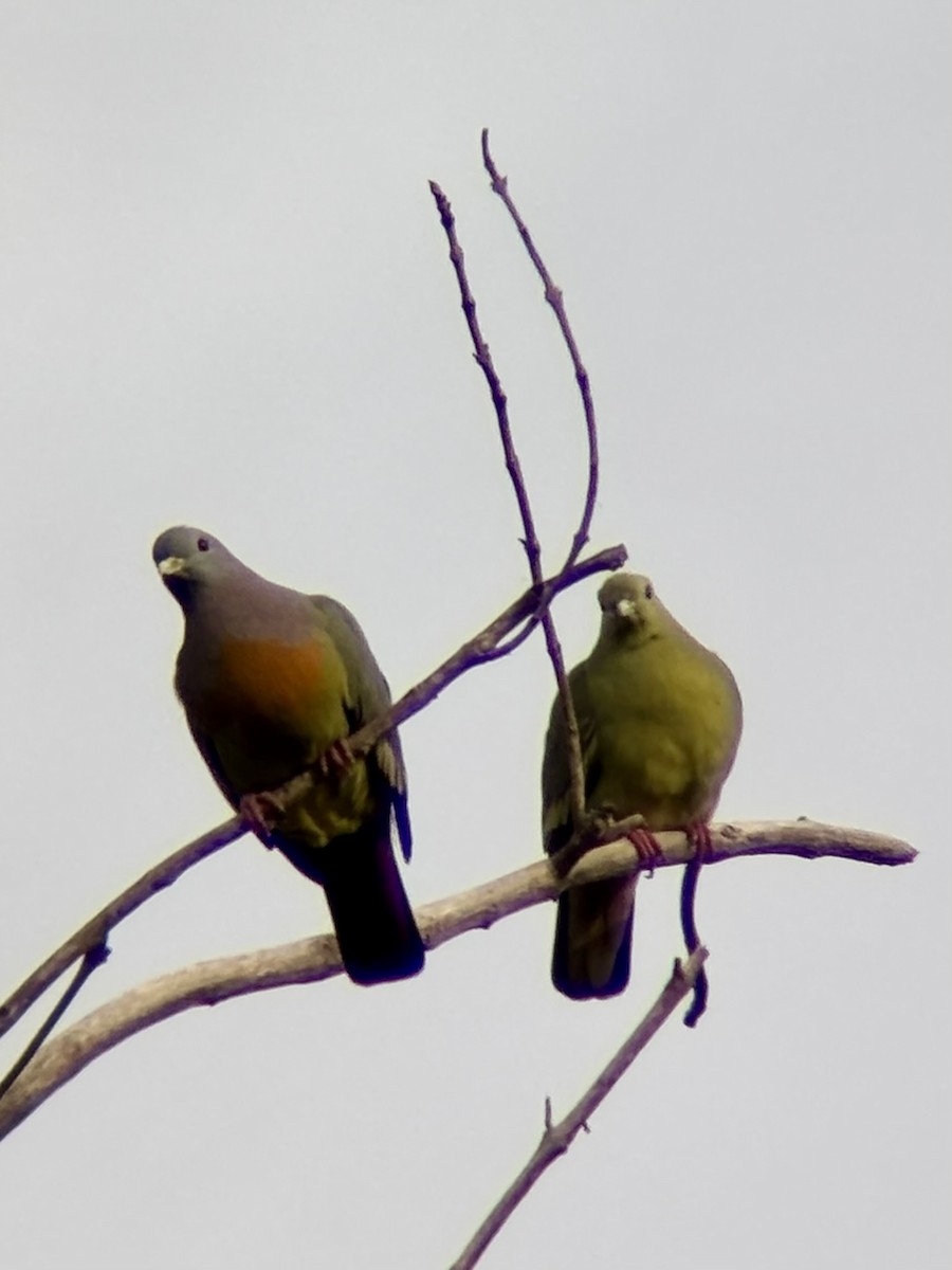 コアオバト - ML646894295