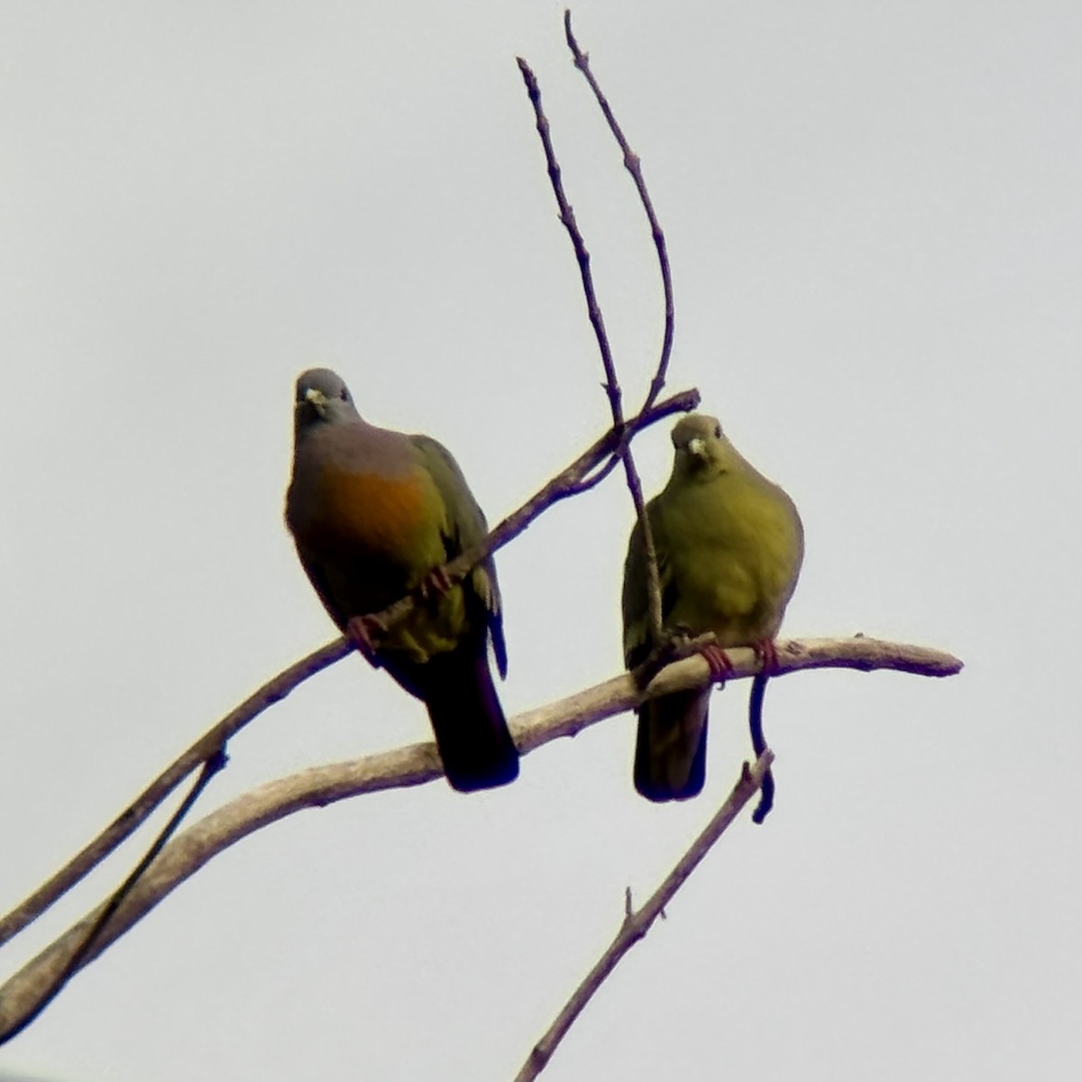 コアオバト - ML646894296