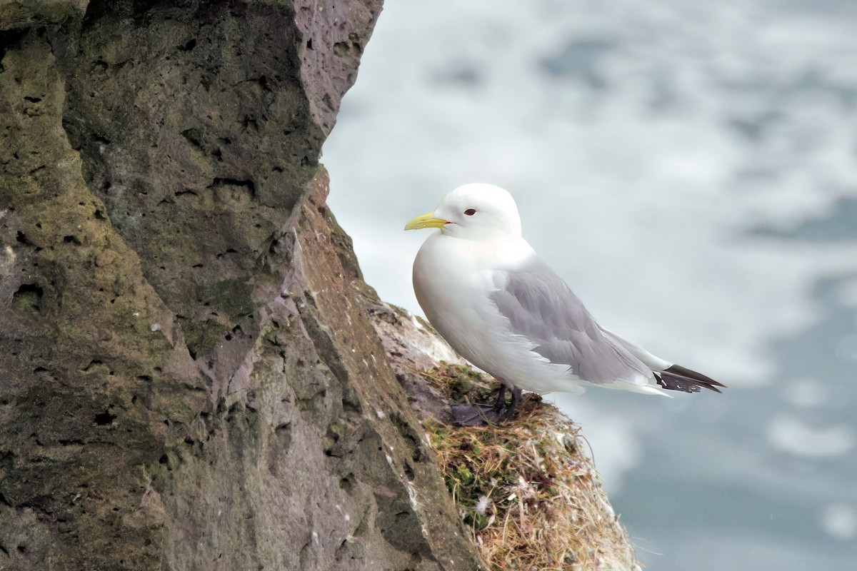 Мартин трипалий - ML646894297