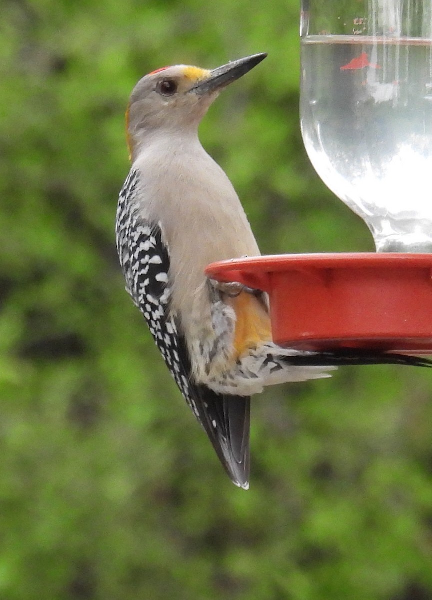 datel zlatočelý - ML646894298