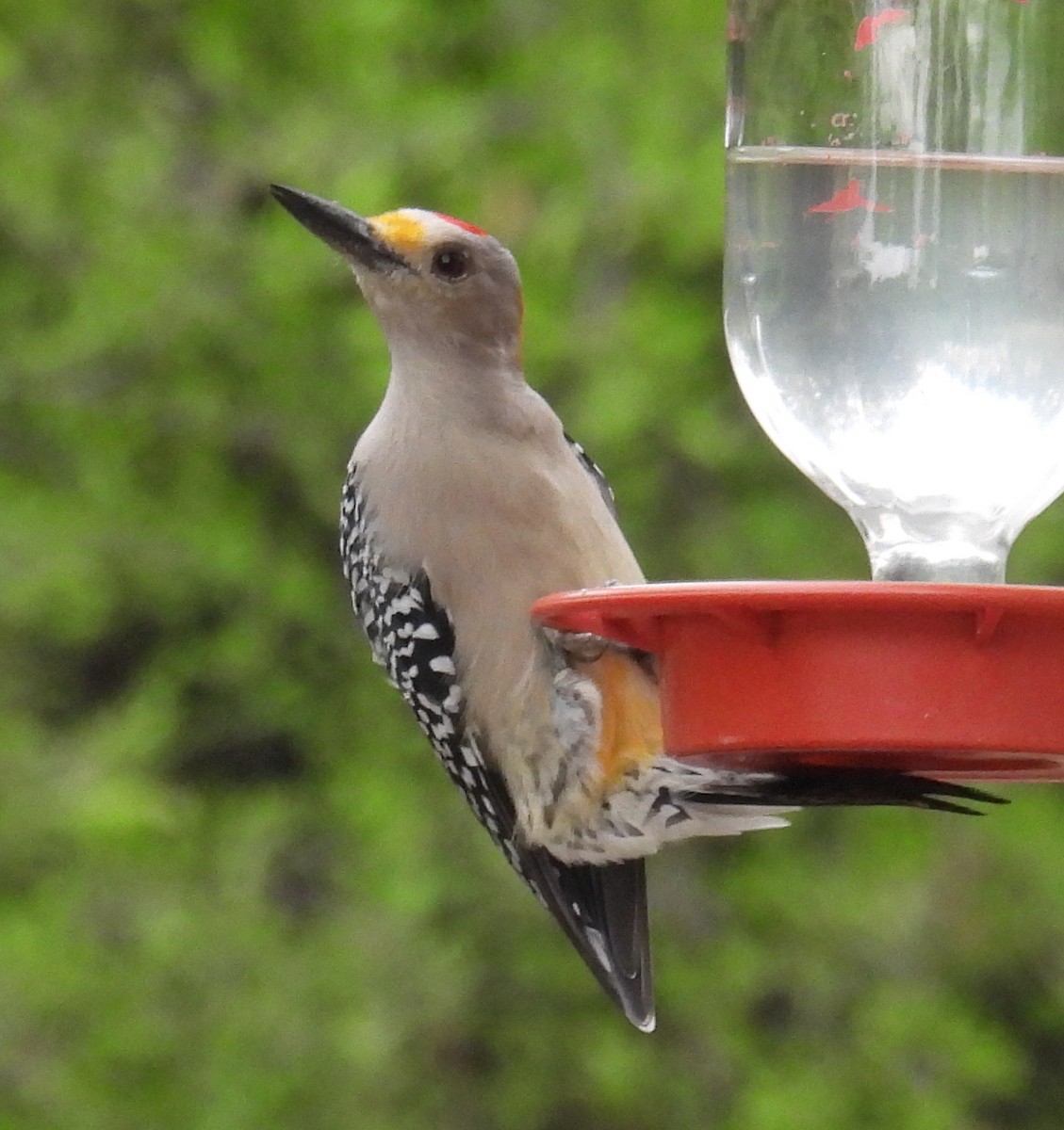 datel zlatočelý - ML646894299