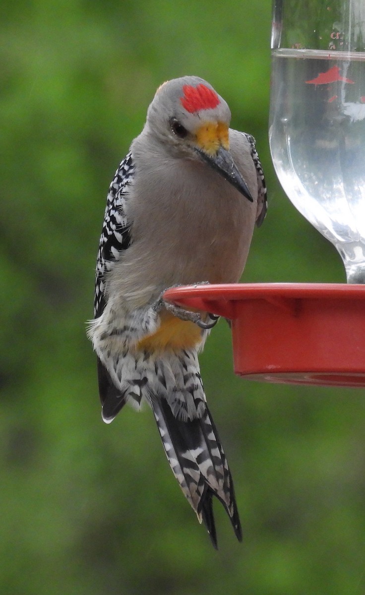 datel zlatočelý - ML646894300