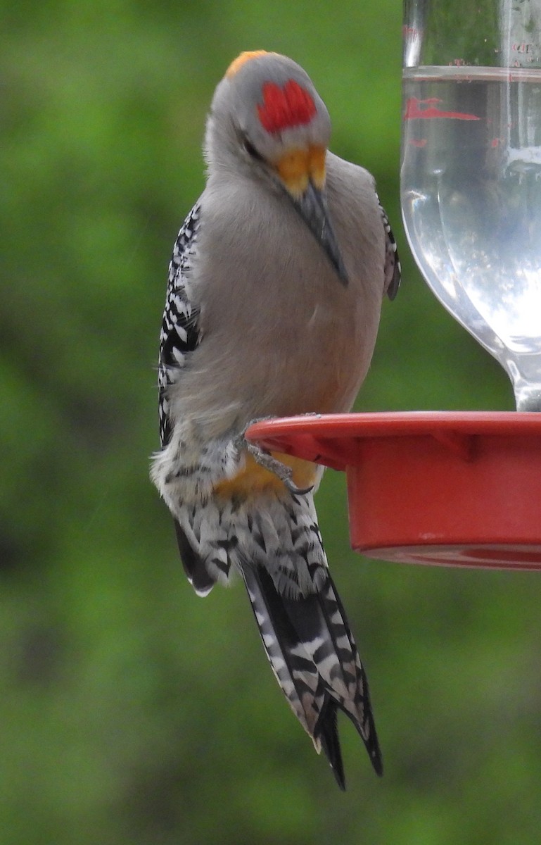 datel zlatočelý - ML646894301