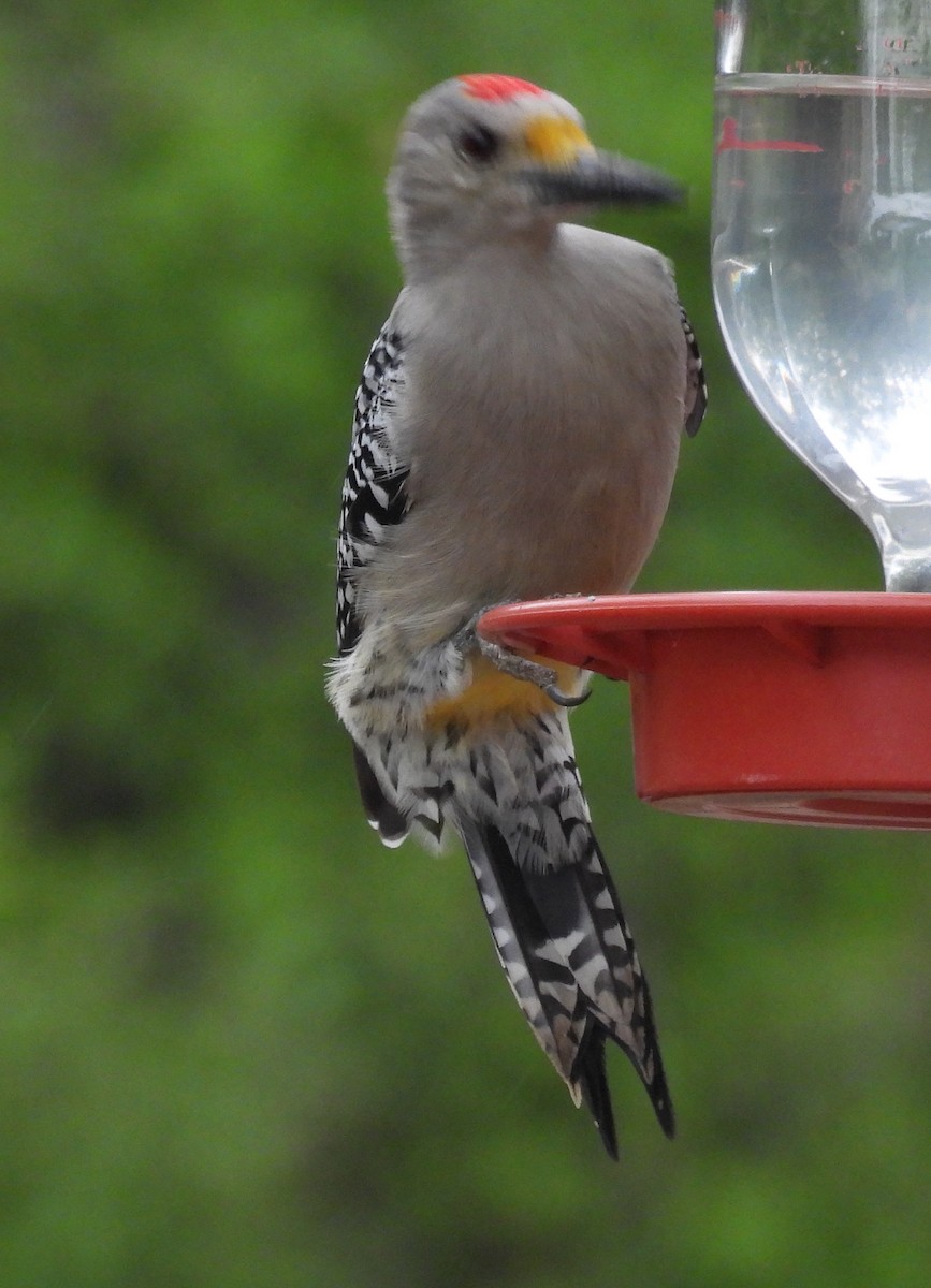 datel zlatočelý - ML646894302