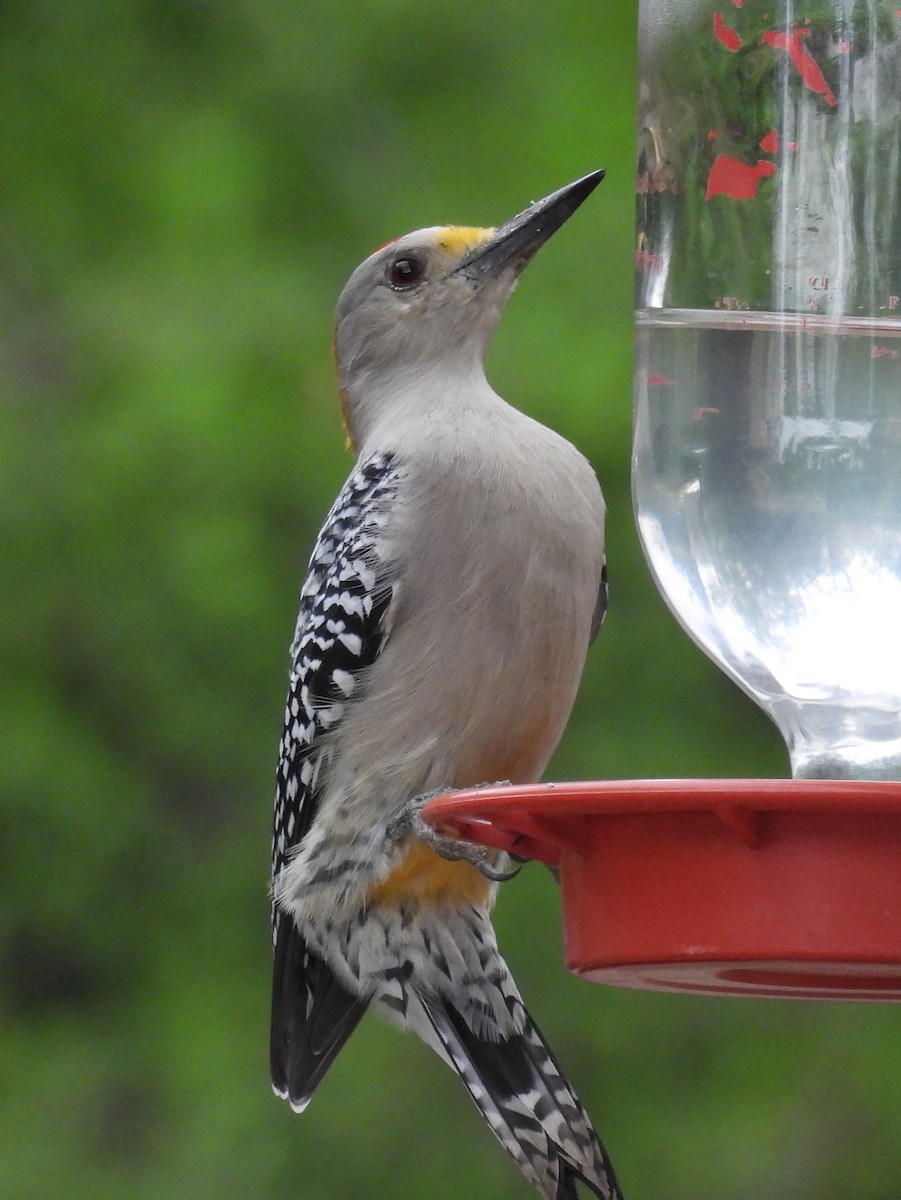 datel zlatočelý - ML646894303