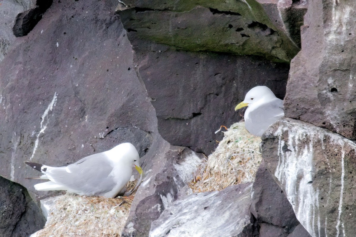 Мартин трипалий - ML646894304