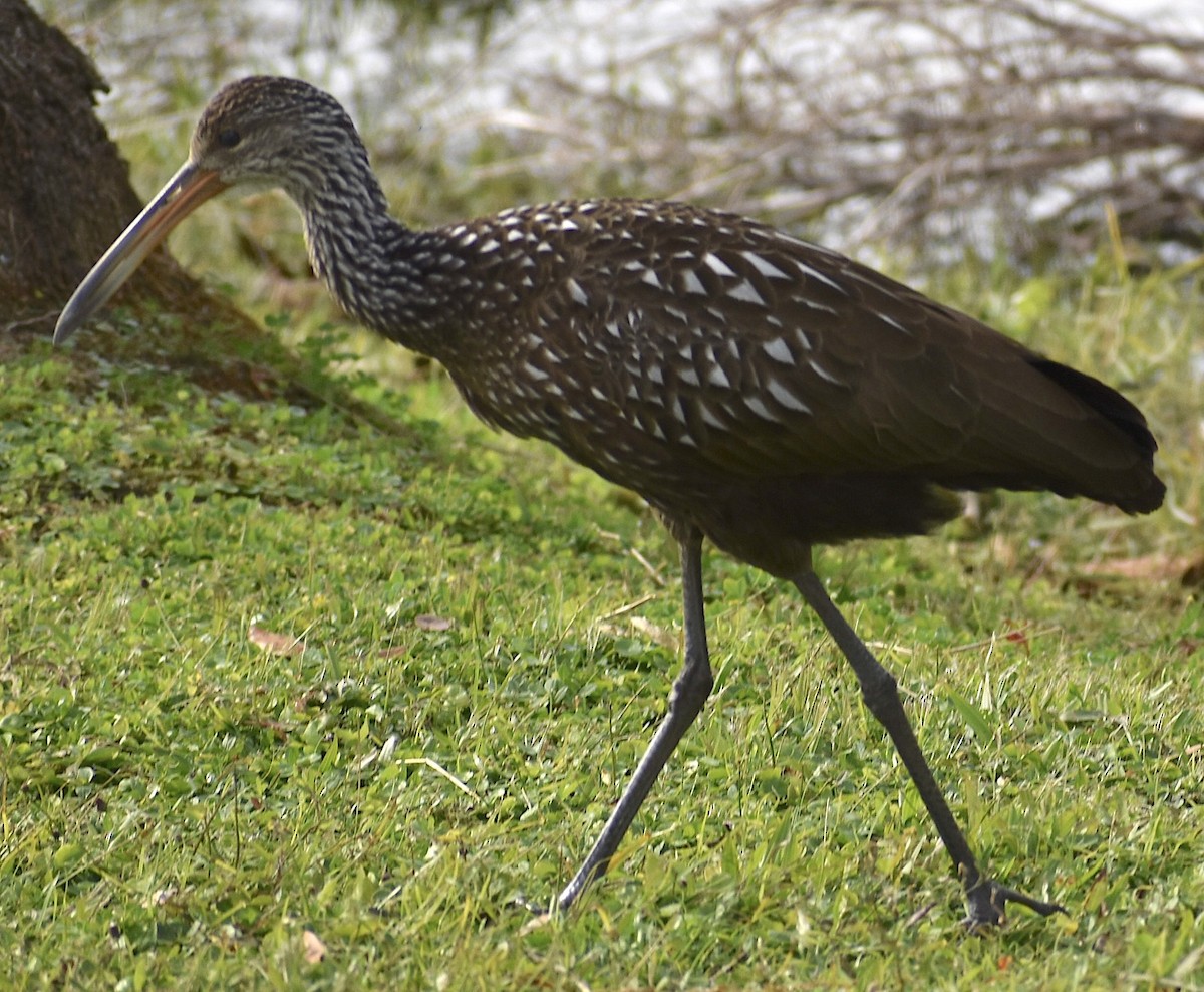 Limpkin - ML646894305