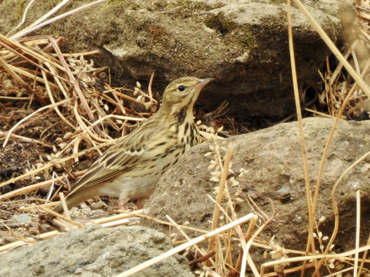 פפיון עצים - ML646894306