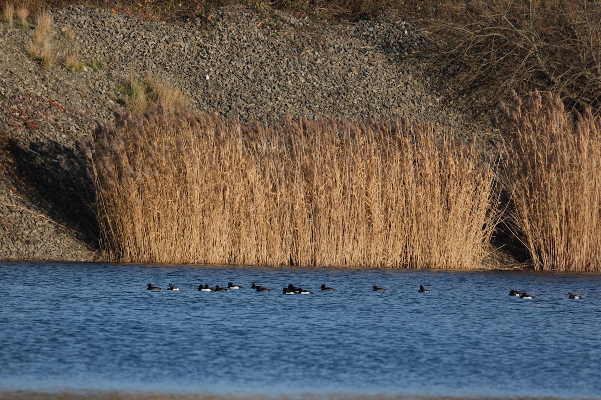Tufted Duck - ML646894307