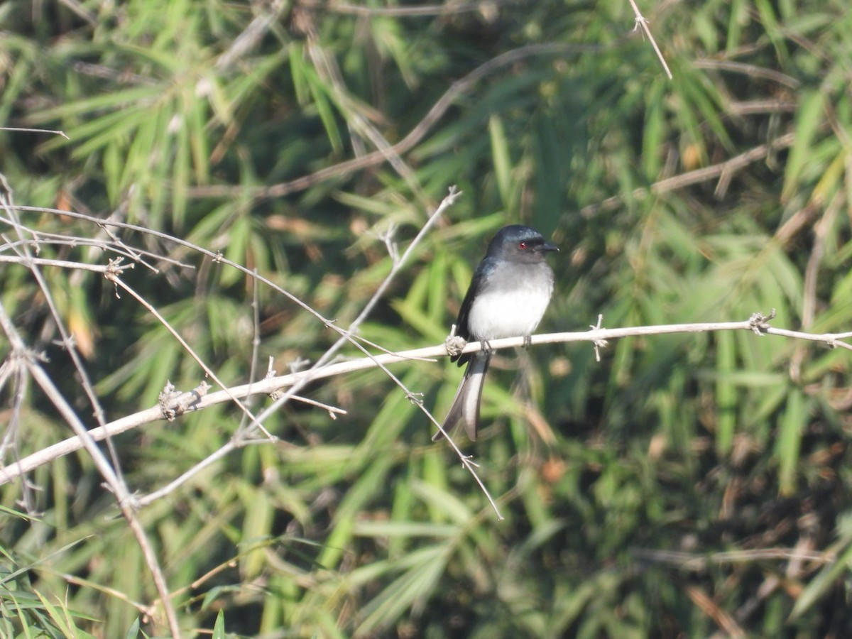 White-bellied Drongo - ML646894308