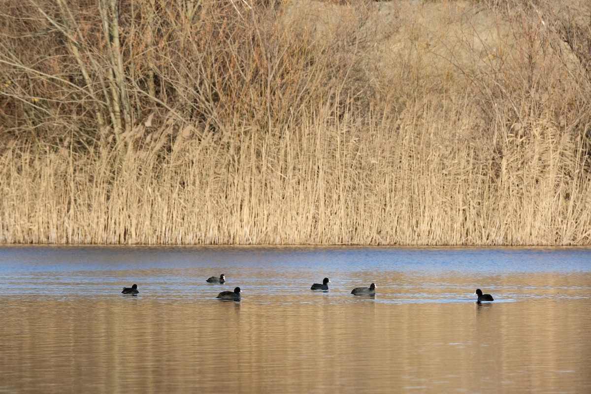 Eurasian Coot - ML646894309
