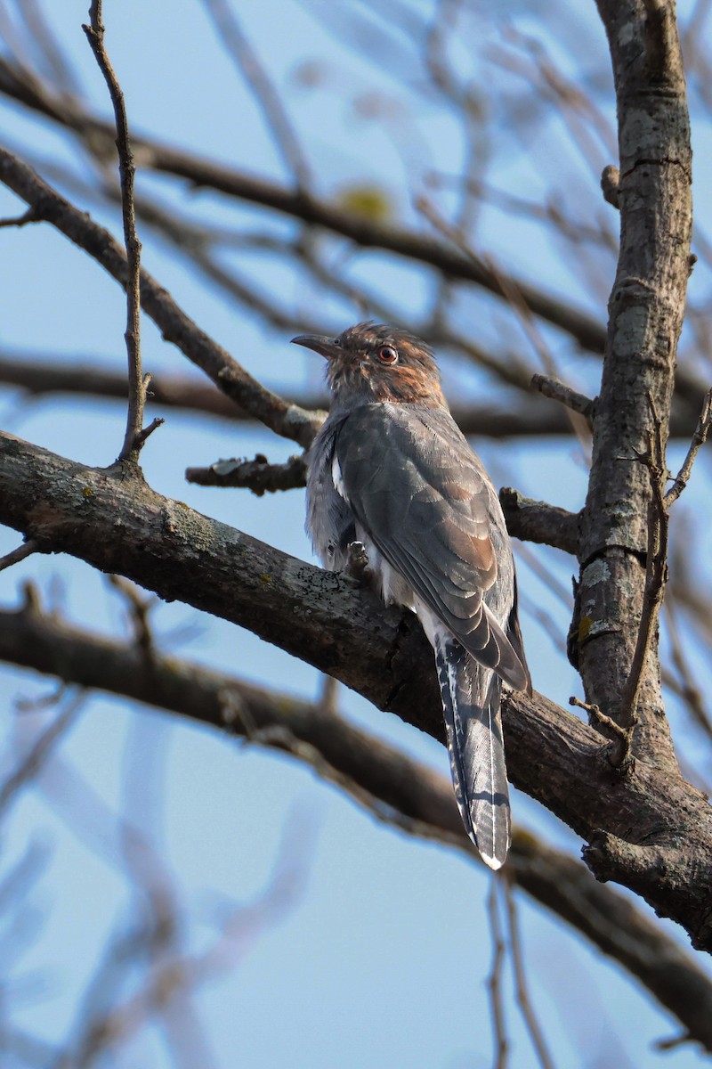 Кукавка мала - ML646894310