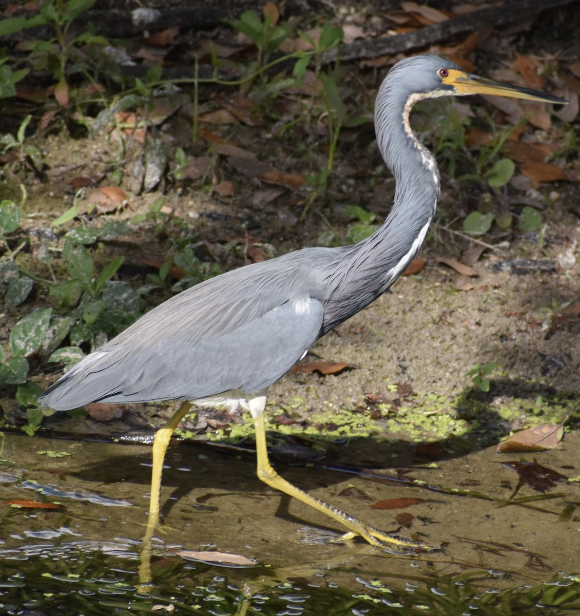 Tricolored Heron - ML646894311