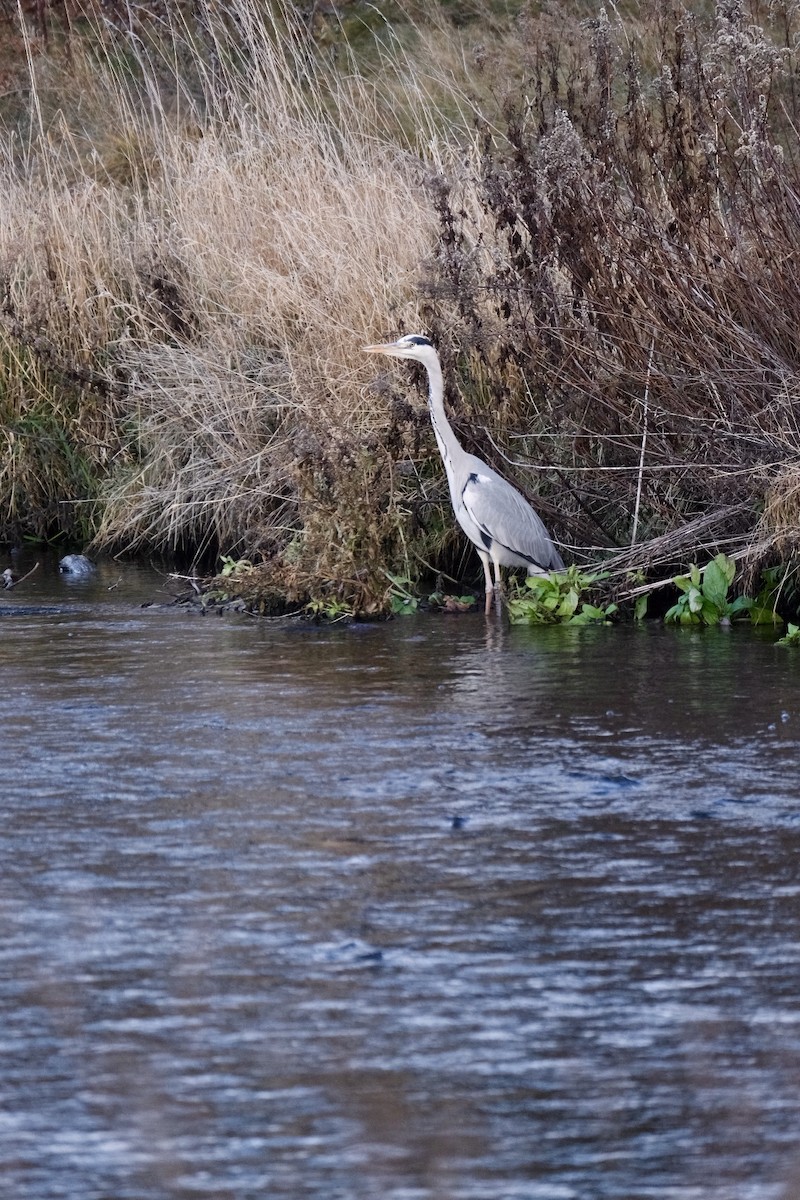 Gray Heron - ML646894312