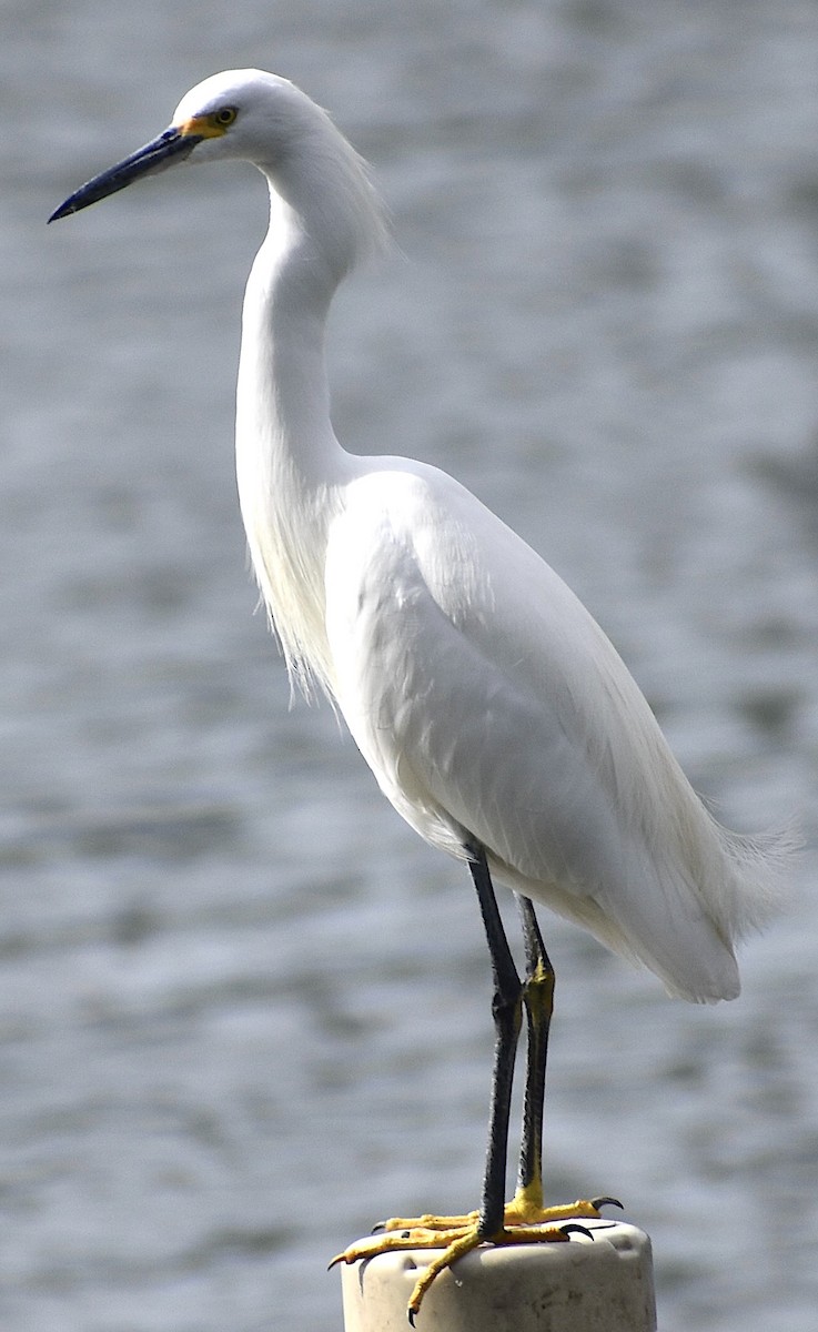 Snowy Egret - ML646894314