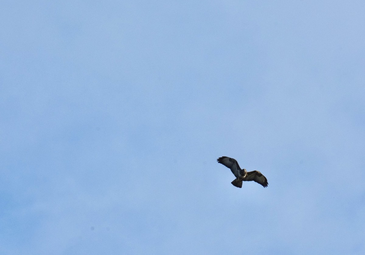 Buse variable - ML646894315