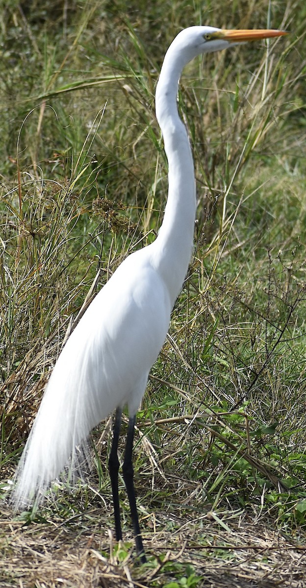 Great Egret - ML646894316