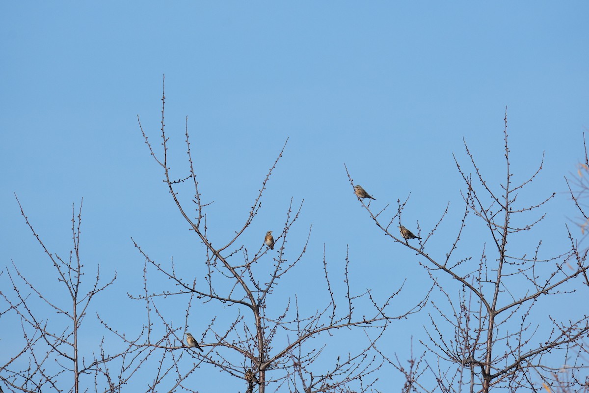 Fieldfare - ML646894317