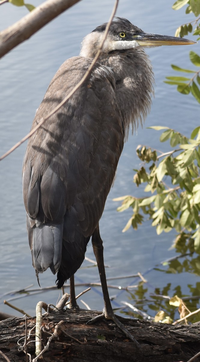 Great Blue Heron - ML646894318