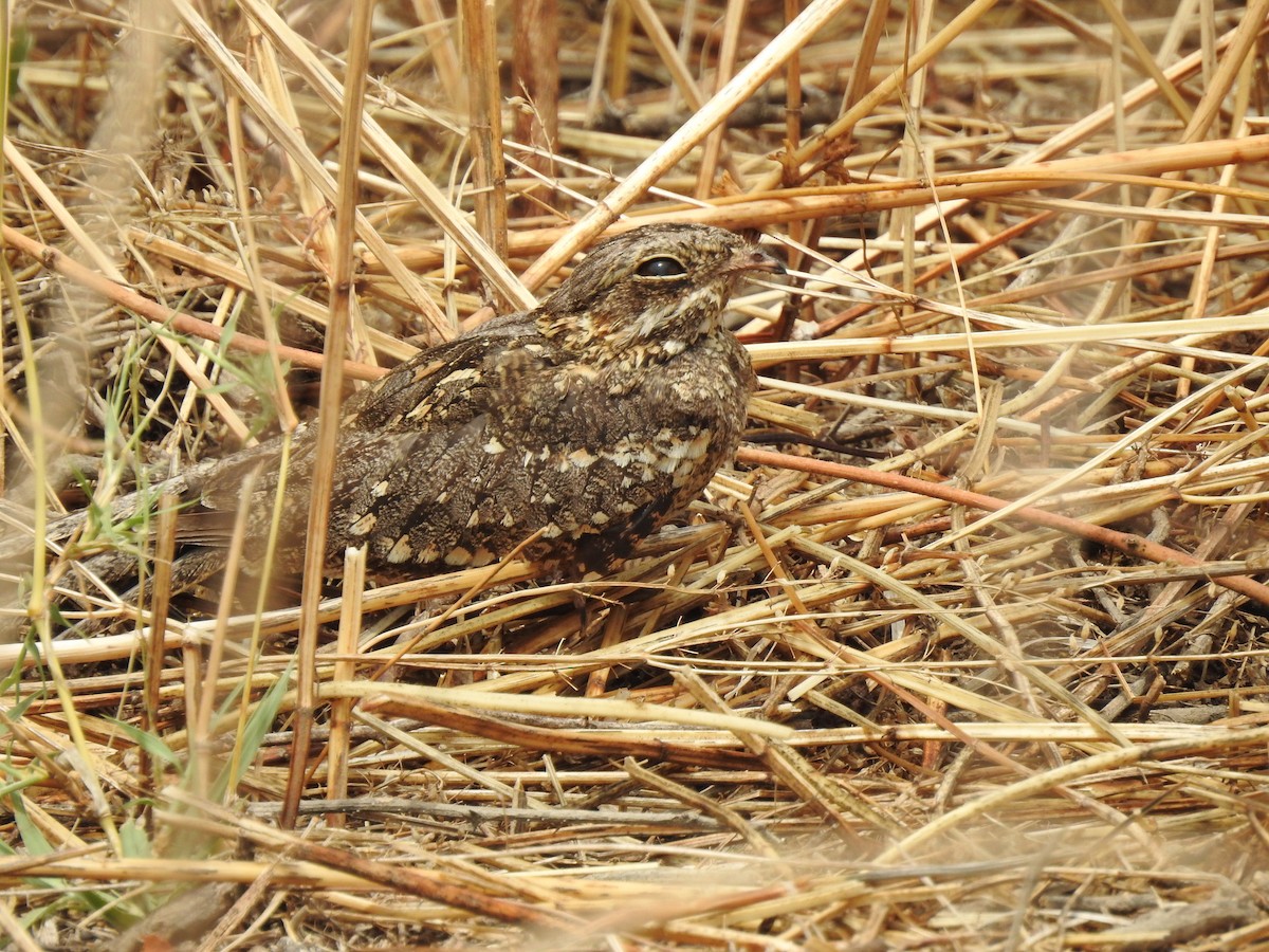 Slender-tailed Nightjar - ML646894320