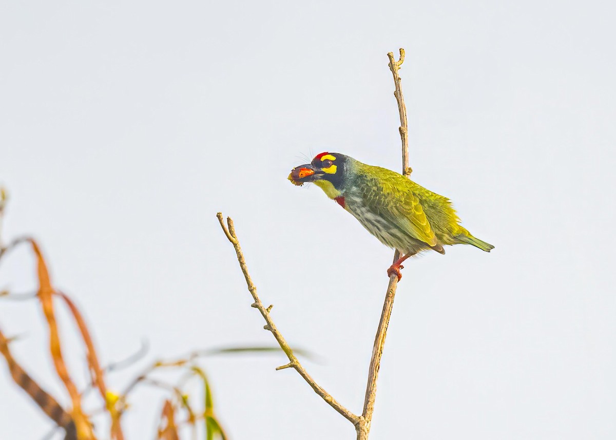 Barbu à plastron rouge - ML646894323