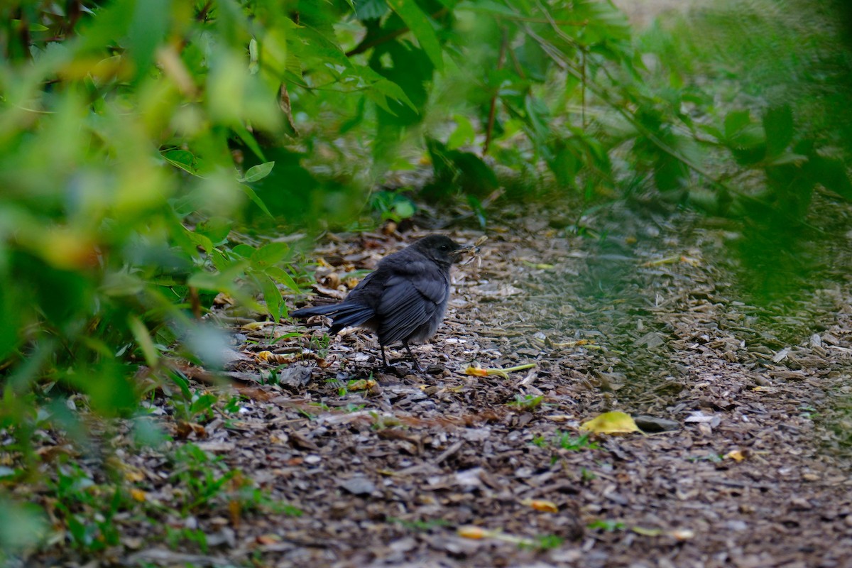Gray Catbird - ML646894324