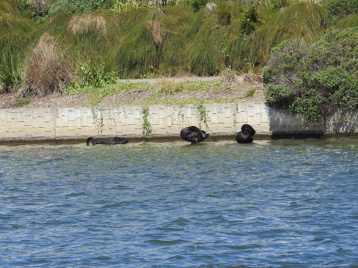 黑天鵝 - ML646894325