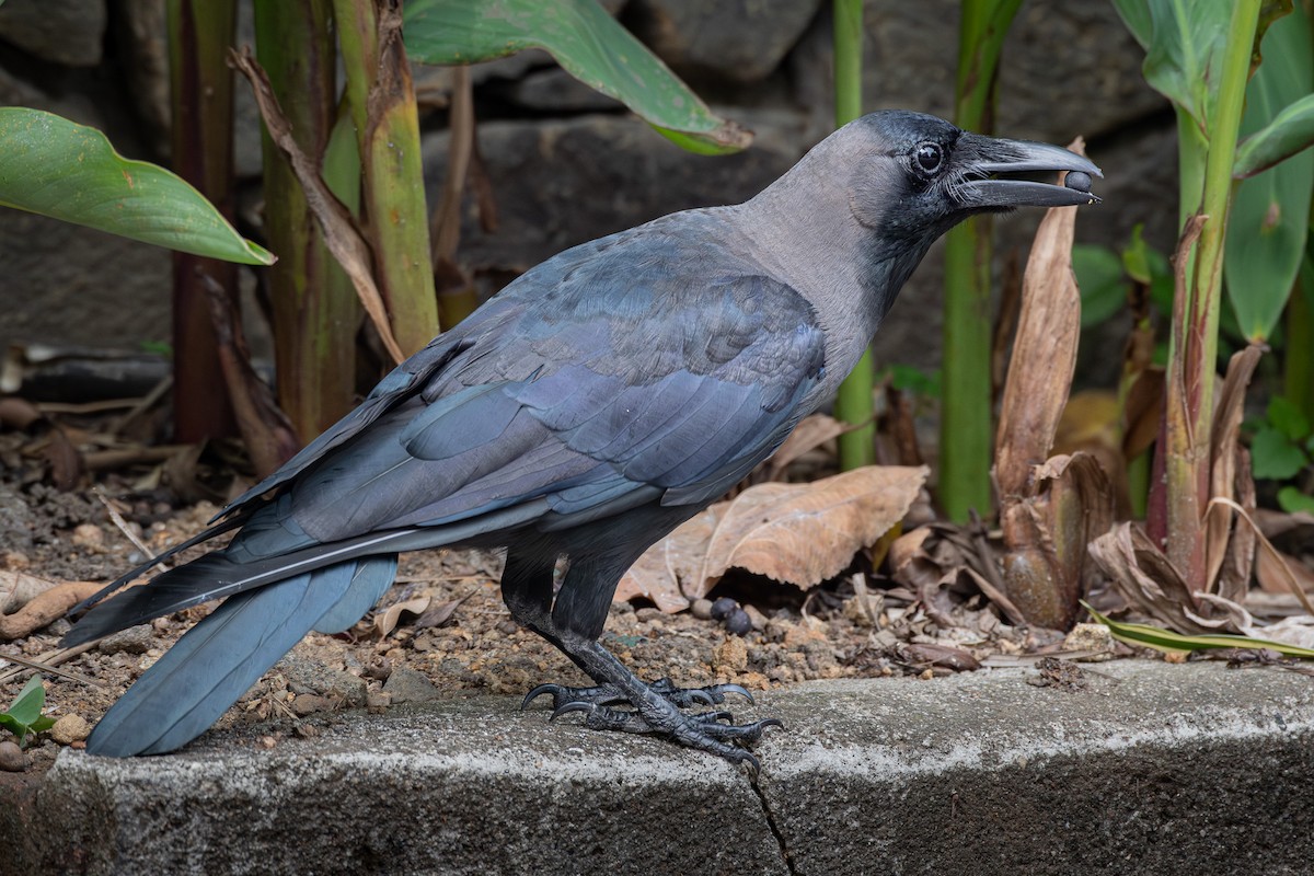 Corbeau familier - ML646894326