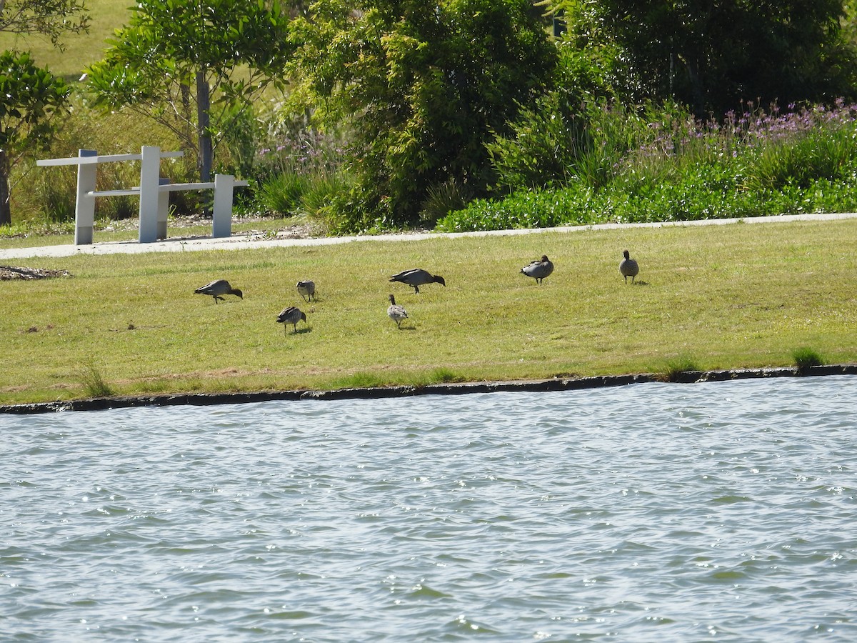 Maned Duck - ML646894328