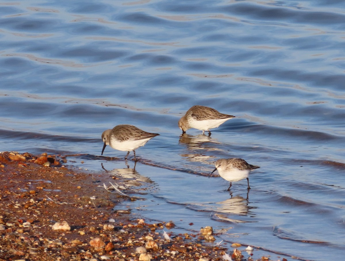 Dunlin - ML646894329