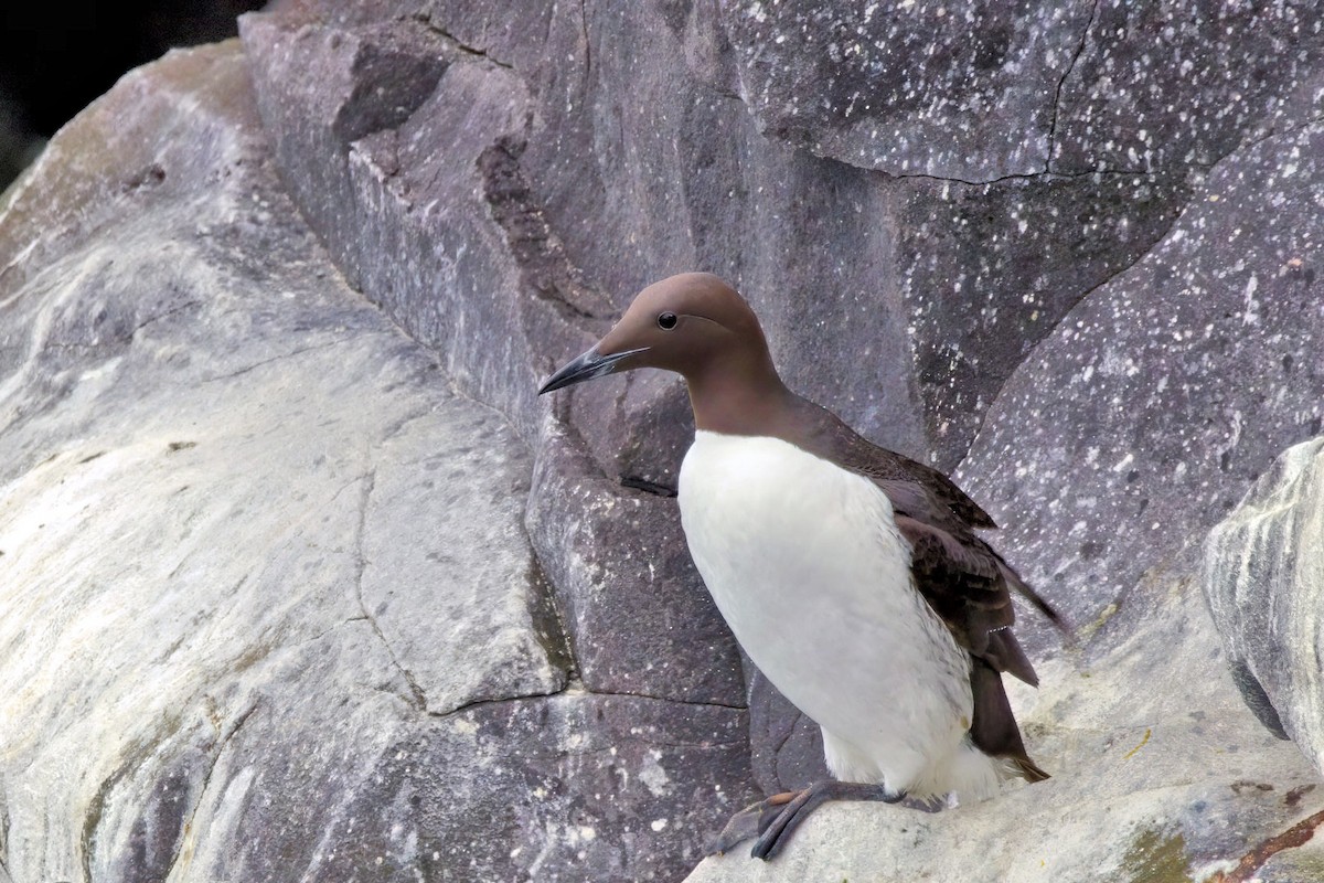 Кайра тонкодзьоба - ML646894330