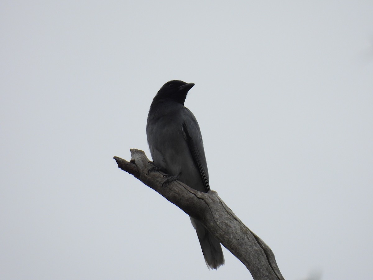 Black-faced Cuckooshrike - ML646894331