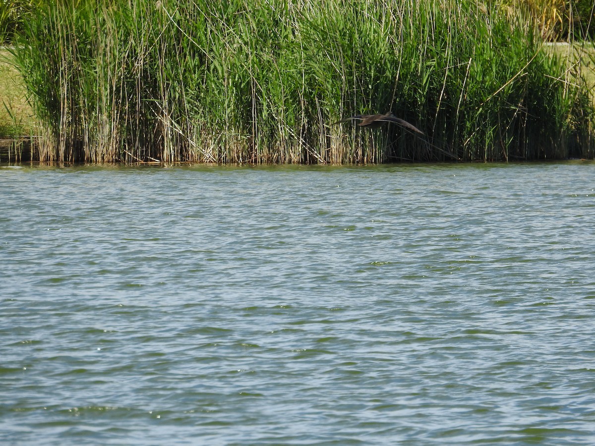 Pacific Black Duck - ML646894338