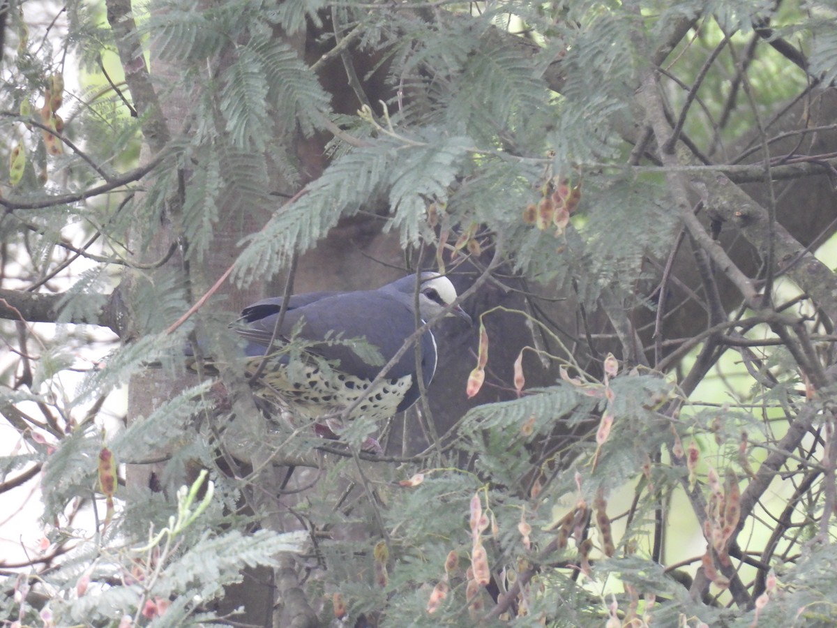 Wonga Pigeon - ML646894343