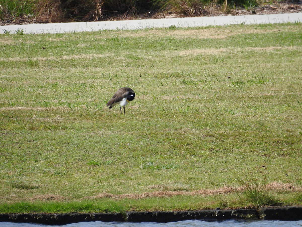 Masked Lapwing - ML646894344