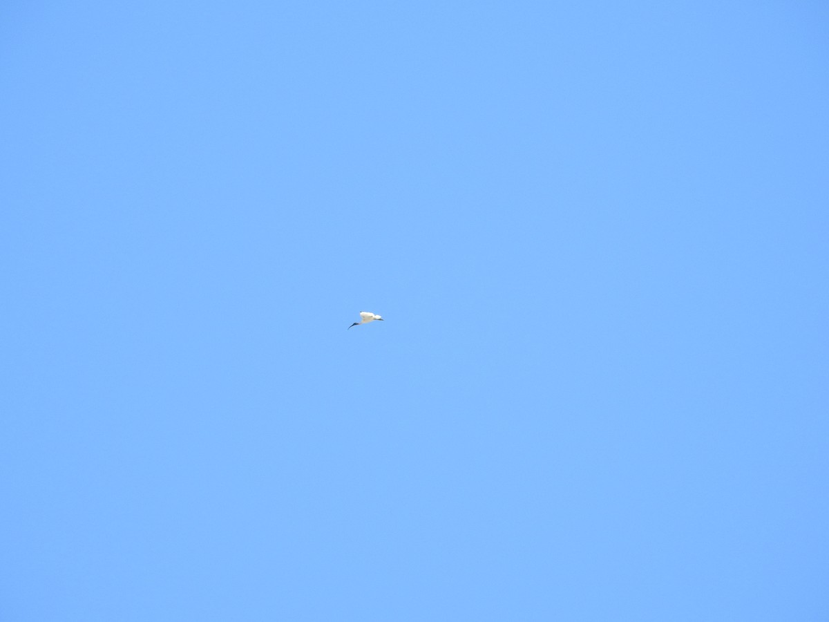 Australian Ibis - ML646894350