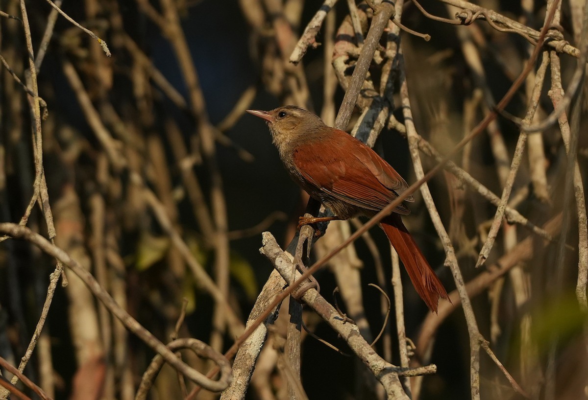 Сероголовая курутия - ML646894352