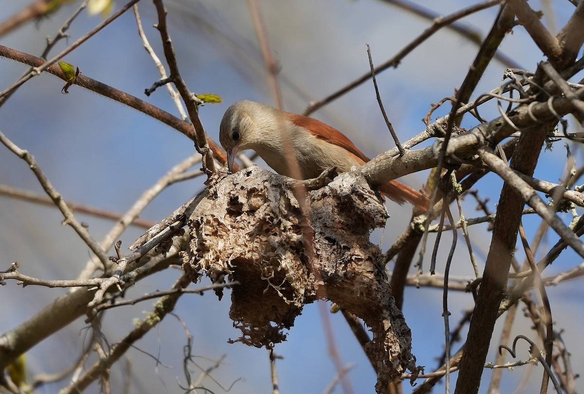 Сероголовая курутия - ML646894353