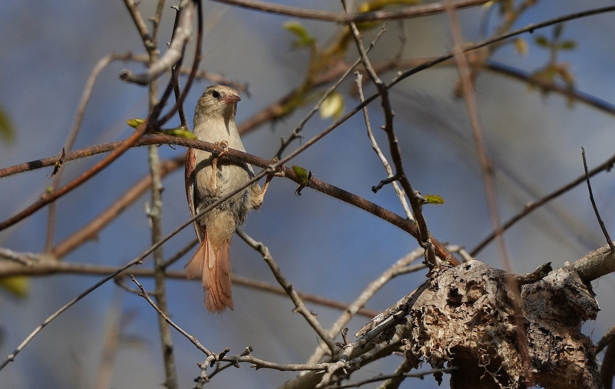 Сероголовая курутия - ML646894354